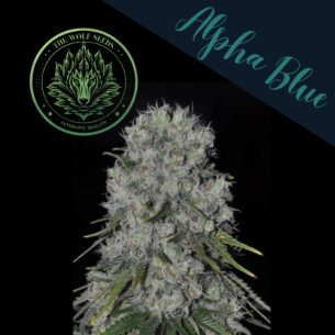 ALPHA BLUE F1 FEM X3+1-THE WOLF SEEDS